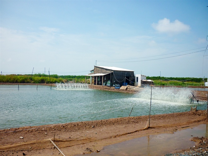 Những năm gần đây tình hình nuôi tôm công nghiệp gặp quá nhiều bất lợi nhất là vấn đề môi trường