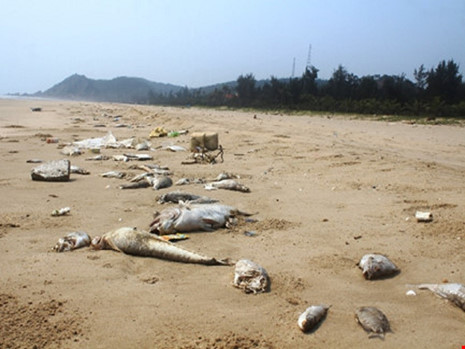 Cá chết hàng loạt tại các tỉnh miền Trung do hậu quả từ việc xả chất thải của KCN Formosa. Ảnh: Đ.LAM