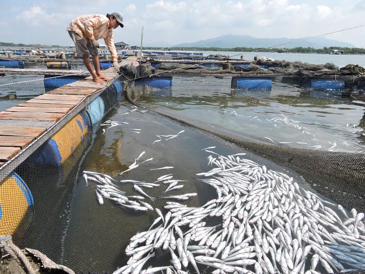 Cá chết hàng loạt trên sông Chà Và (tư liệu tháng 9.2015)