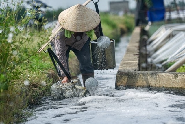 Co_the_dung_nuoc_thai_cua_thanh_pho_truc_tiep_tuoi_ruong_duoc_khong_1