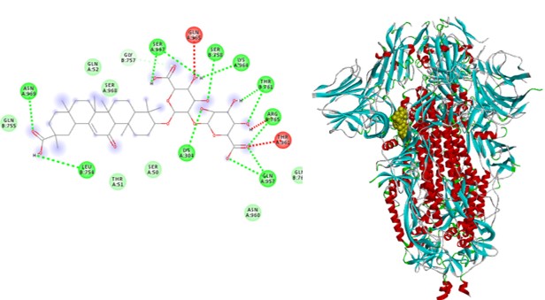 Hình 1. Mô hình liên kết giữa Spike:Glycyrrhizic acid